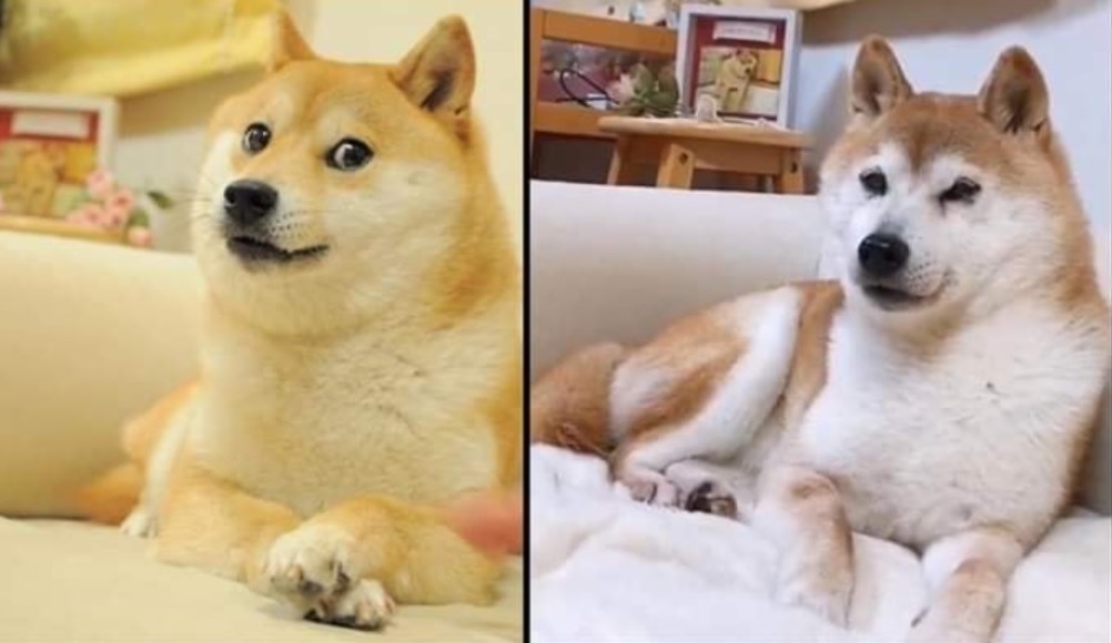 DOGEEEEE.jpg