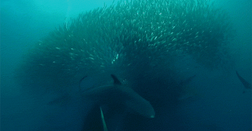 Quermos ser ballena_2s.gif