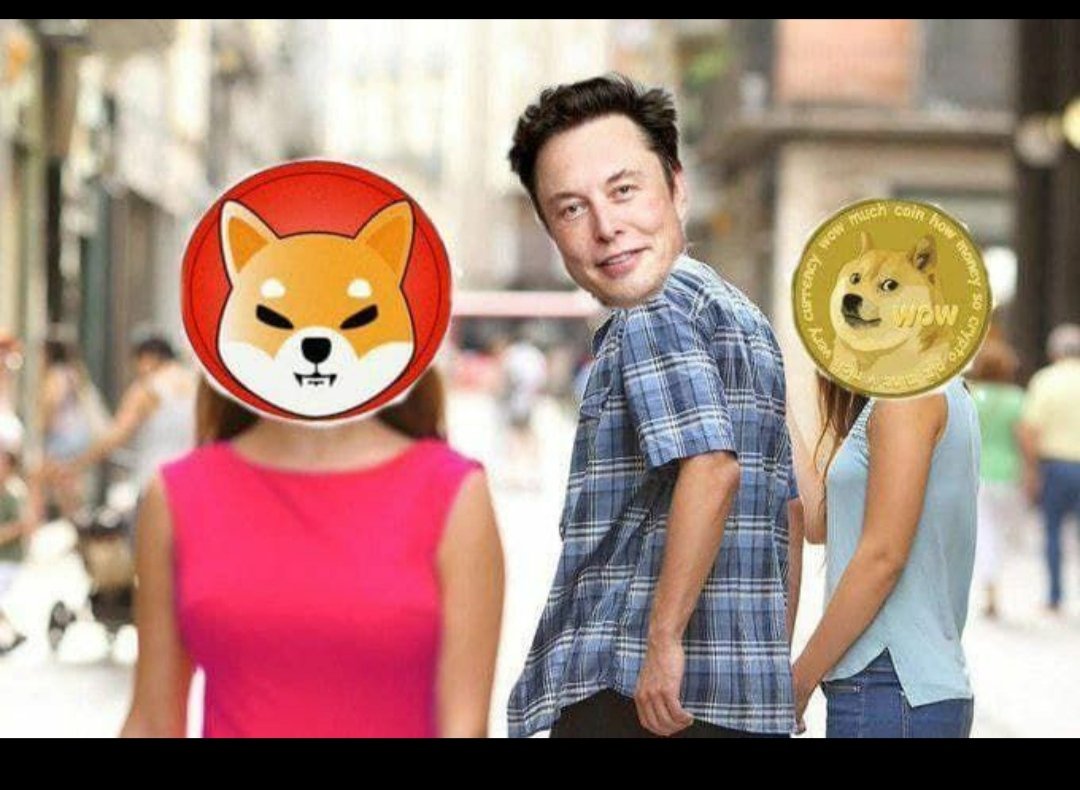 shiba.jpg