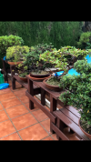 bonsai.png