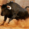 Rappelillo